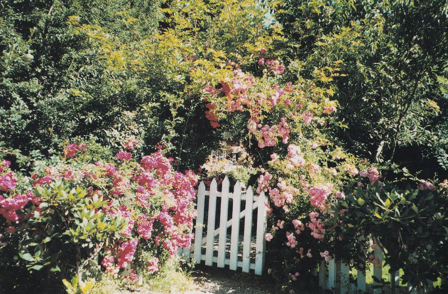 Old Vicarage Gardens East Ruston Gate Rare Norfolk Postcard