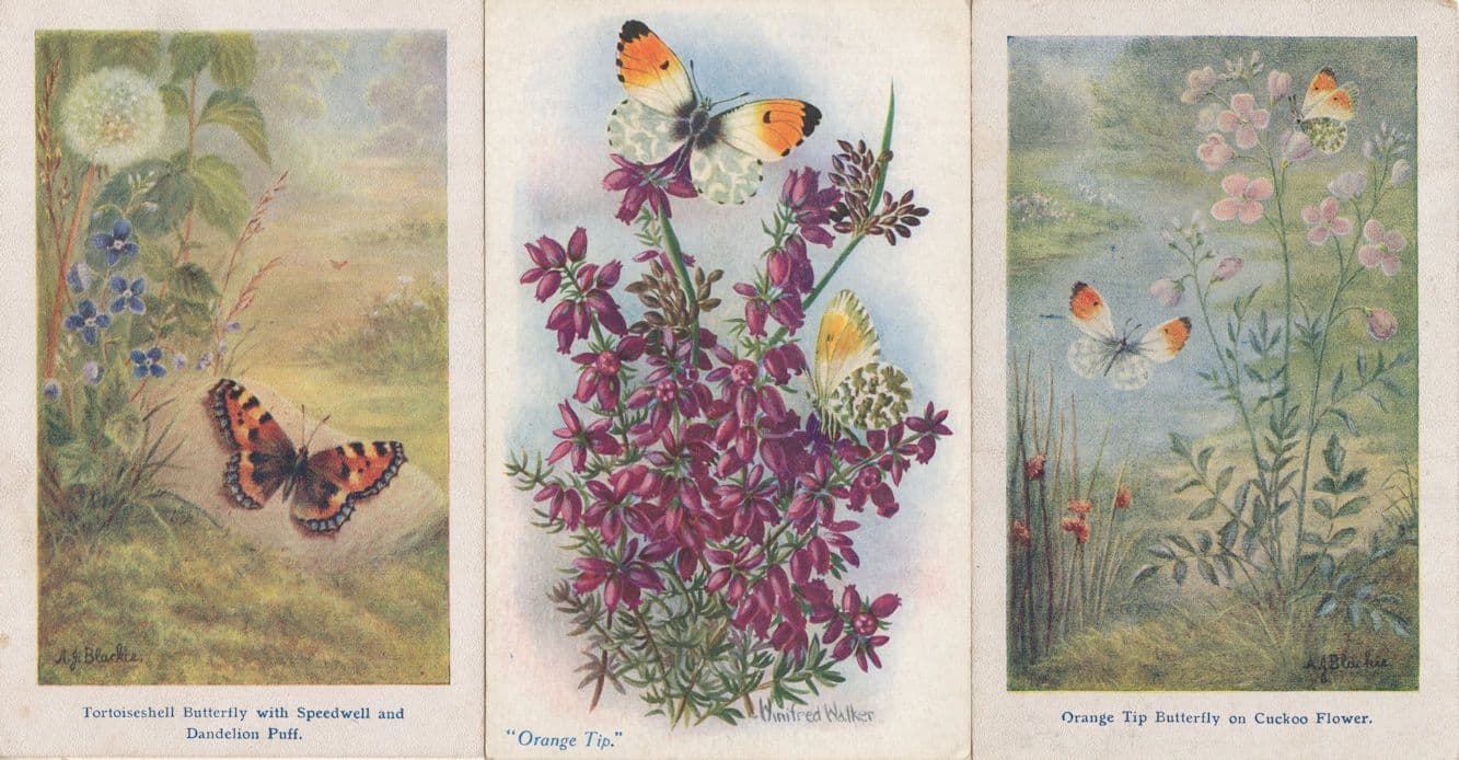 Orange Tip Butterfly & Tortoiseshell 2x Old Postcard s