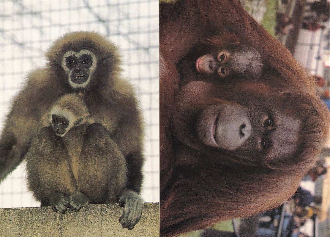 Orangutang Gibbon & Baby London Zoo 1980s Postcard