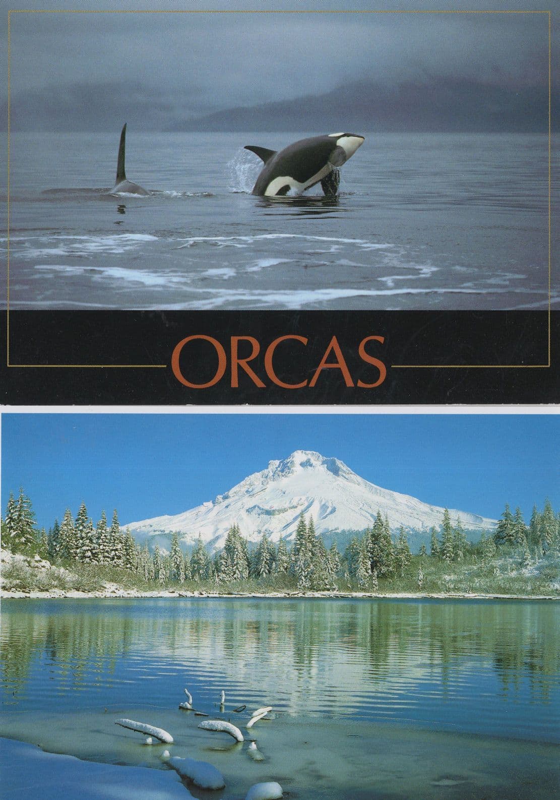 Orcas 2x Japanese Whale Postcard s