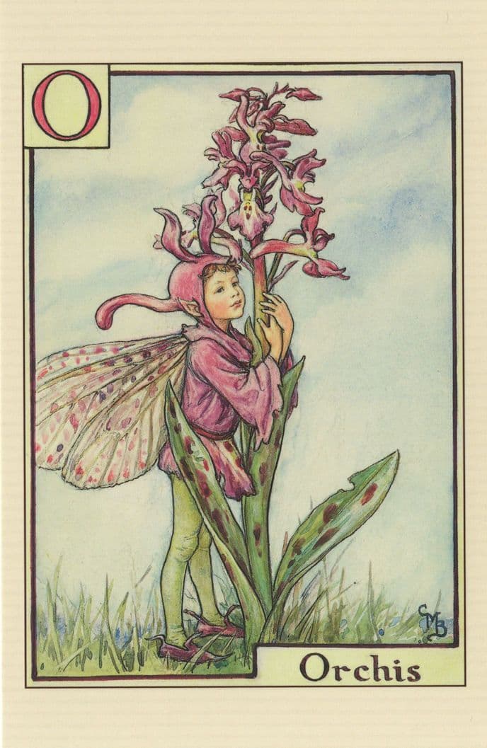 Orchis Fairy Of Flower Fairies Antique Book Stunning Postcard