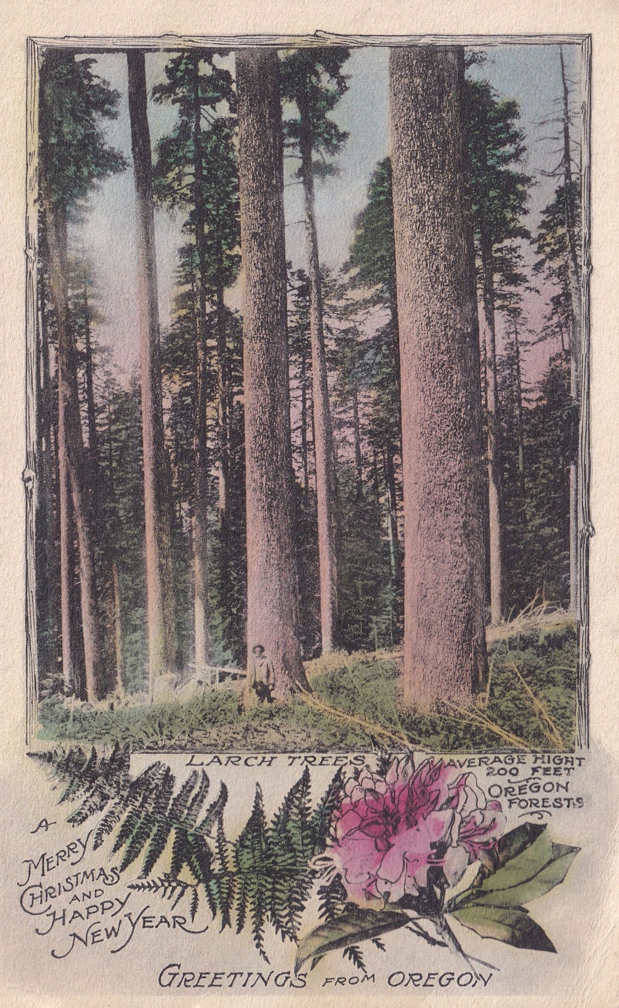 Oregon Giant Larch Trees American Old Postcard