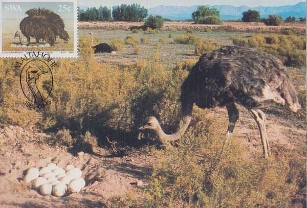 Ostrich + Family Baby Bird Family African Africa Bird First Day Cover Postcard