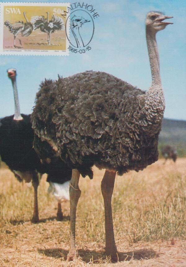 Ostrich Long Neck Maltahofe African Africa Namibia Bird First Day Cover Postcard