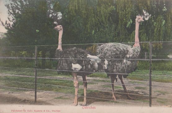 Ostrich South African Ostriches in Durban Postcard