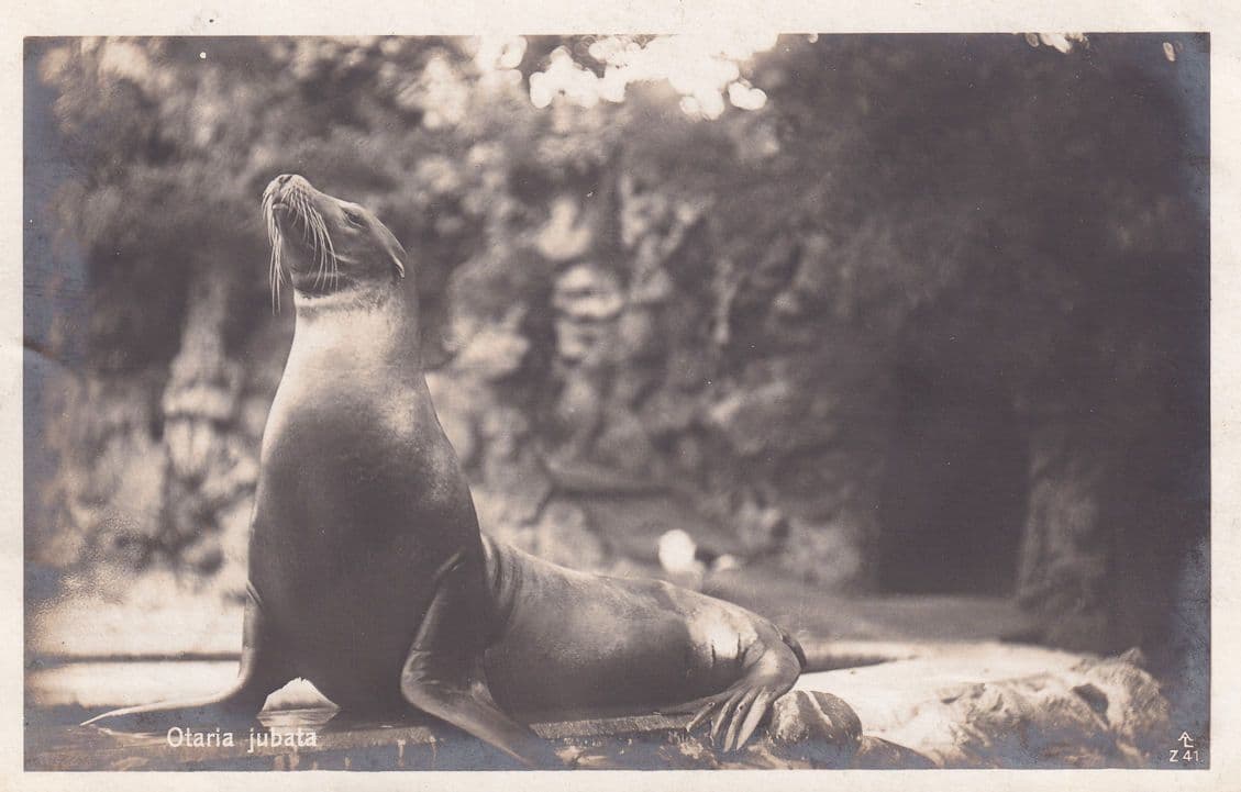 Otaria Jubata South American Sea Lion Antique Postcard
