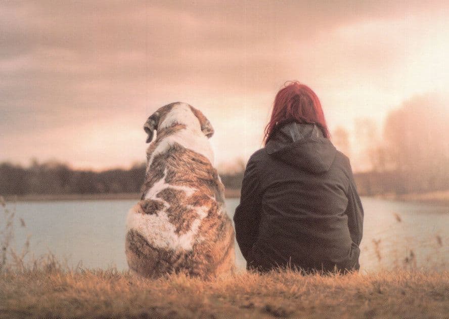 Owning A Dog River Sunset Sunrise German Dogs Unique Postcard