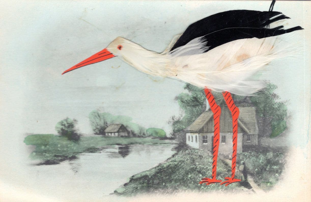 Oyster Catcher Bird at Village River Real Feathers German Rare Old Postcard