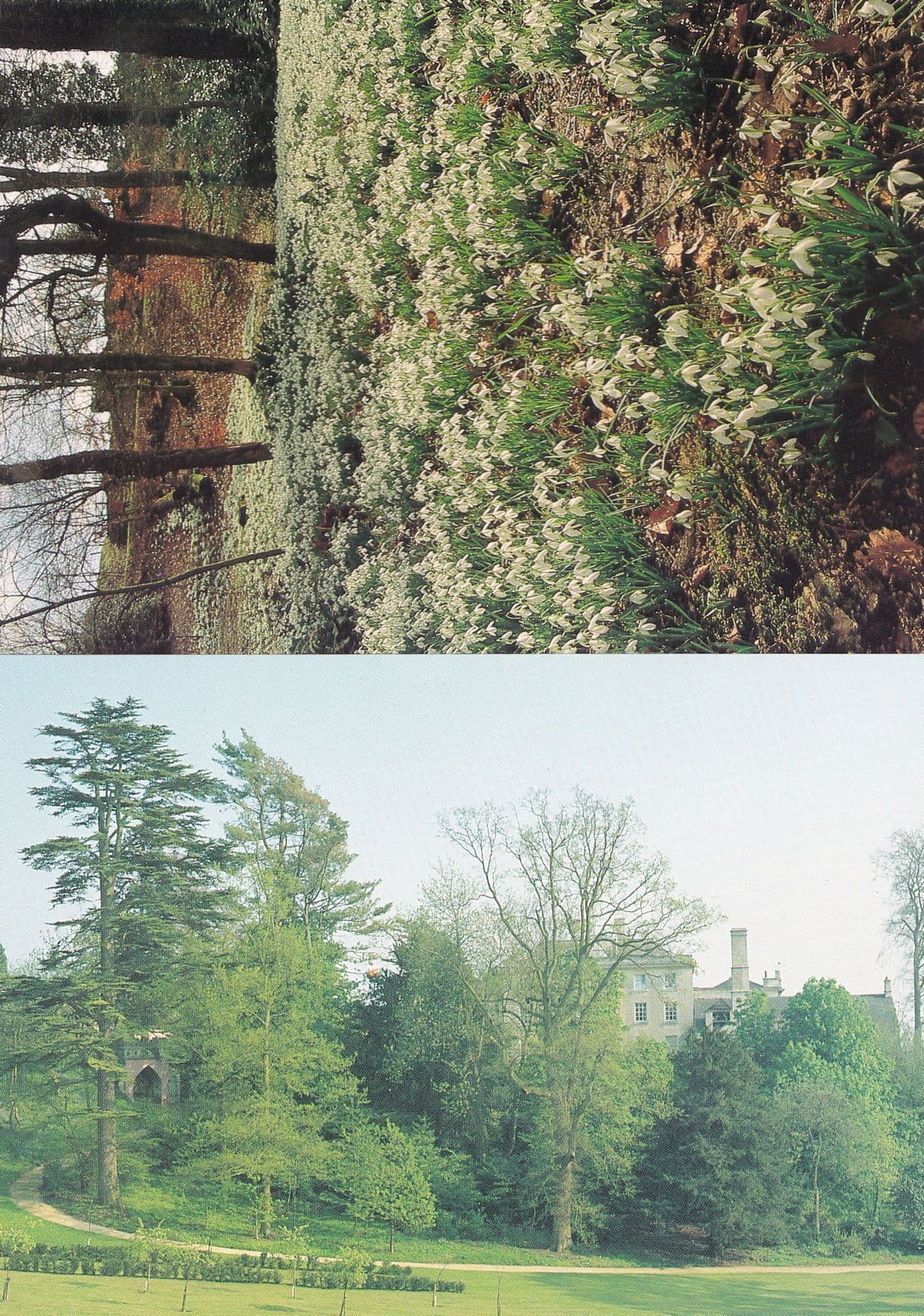 Painswick Rococo Garden Path & Snowdrops 2x Postcard s