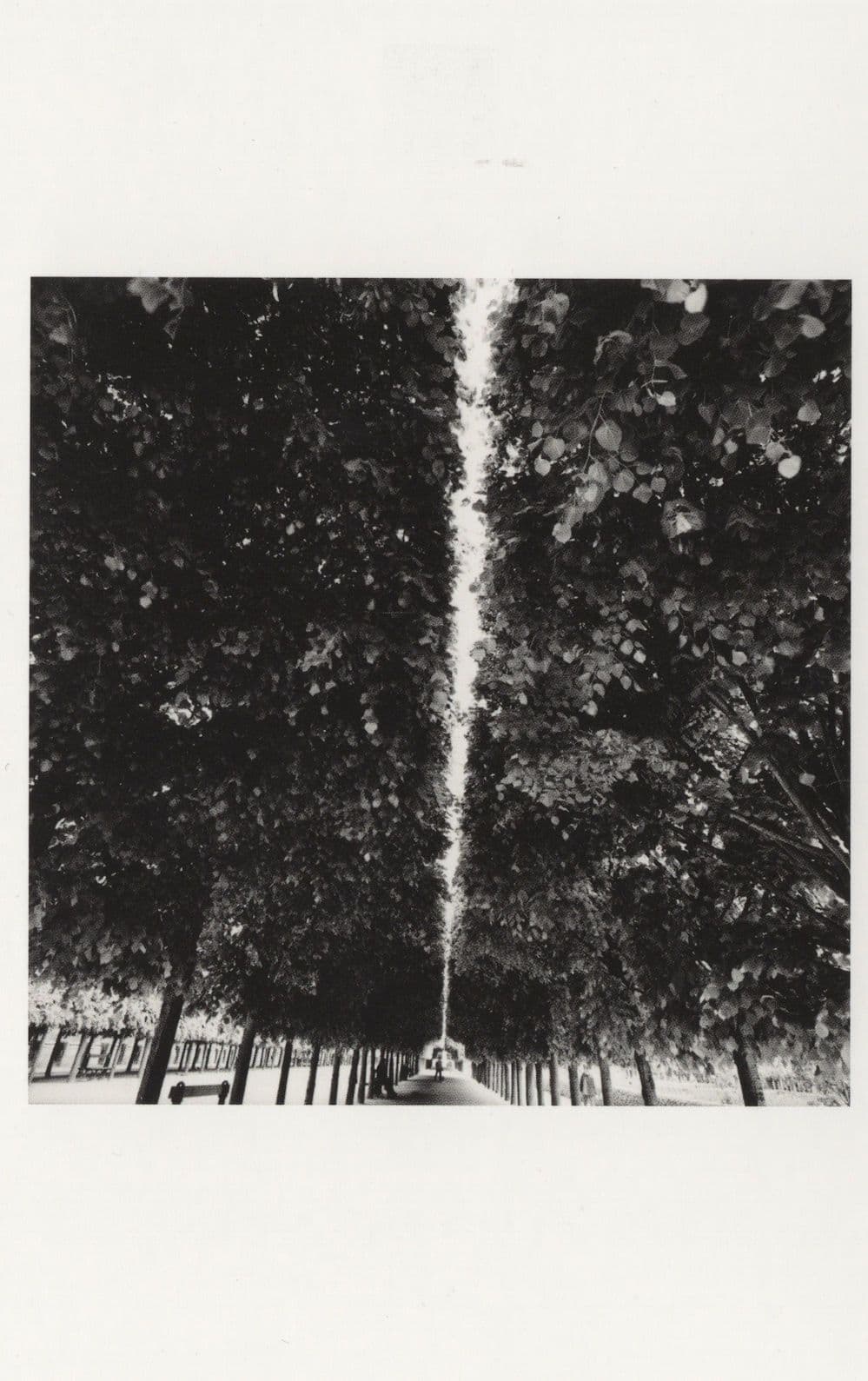 Palais Royal French Garden Paris France Award Photo Postcard