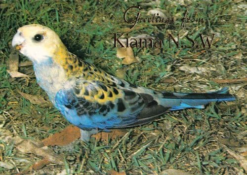 Pale Headed Rosella Kiama New South Wales Stunning Rare Photo Postcard