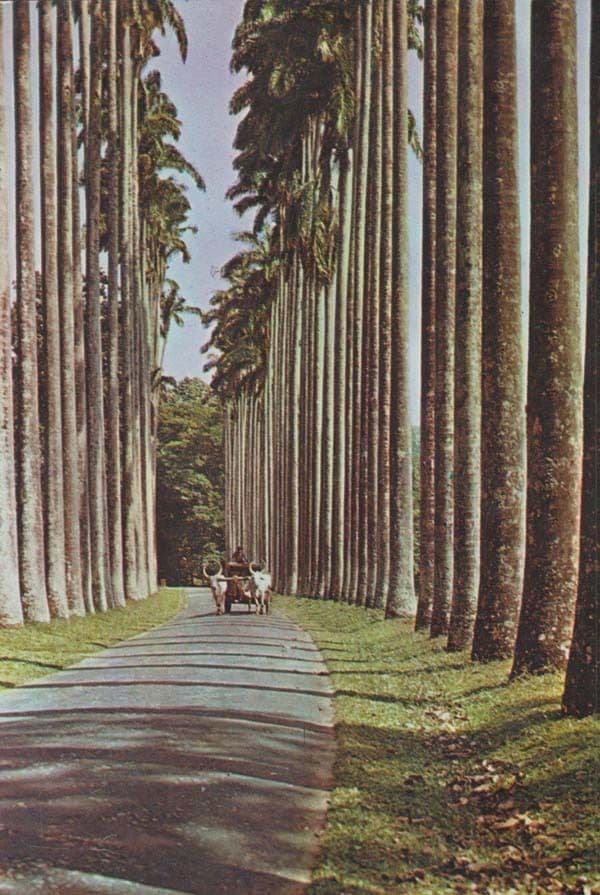 Palm Fringed Avenue Royal Botanic Gardens Peradeniya Sri Lanka Postcard