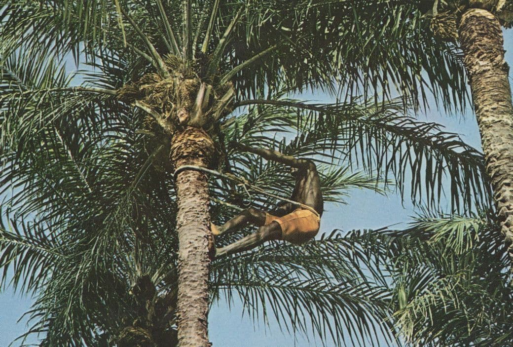 Palm Wine Gathering Tree Climbing African Postcard