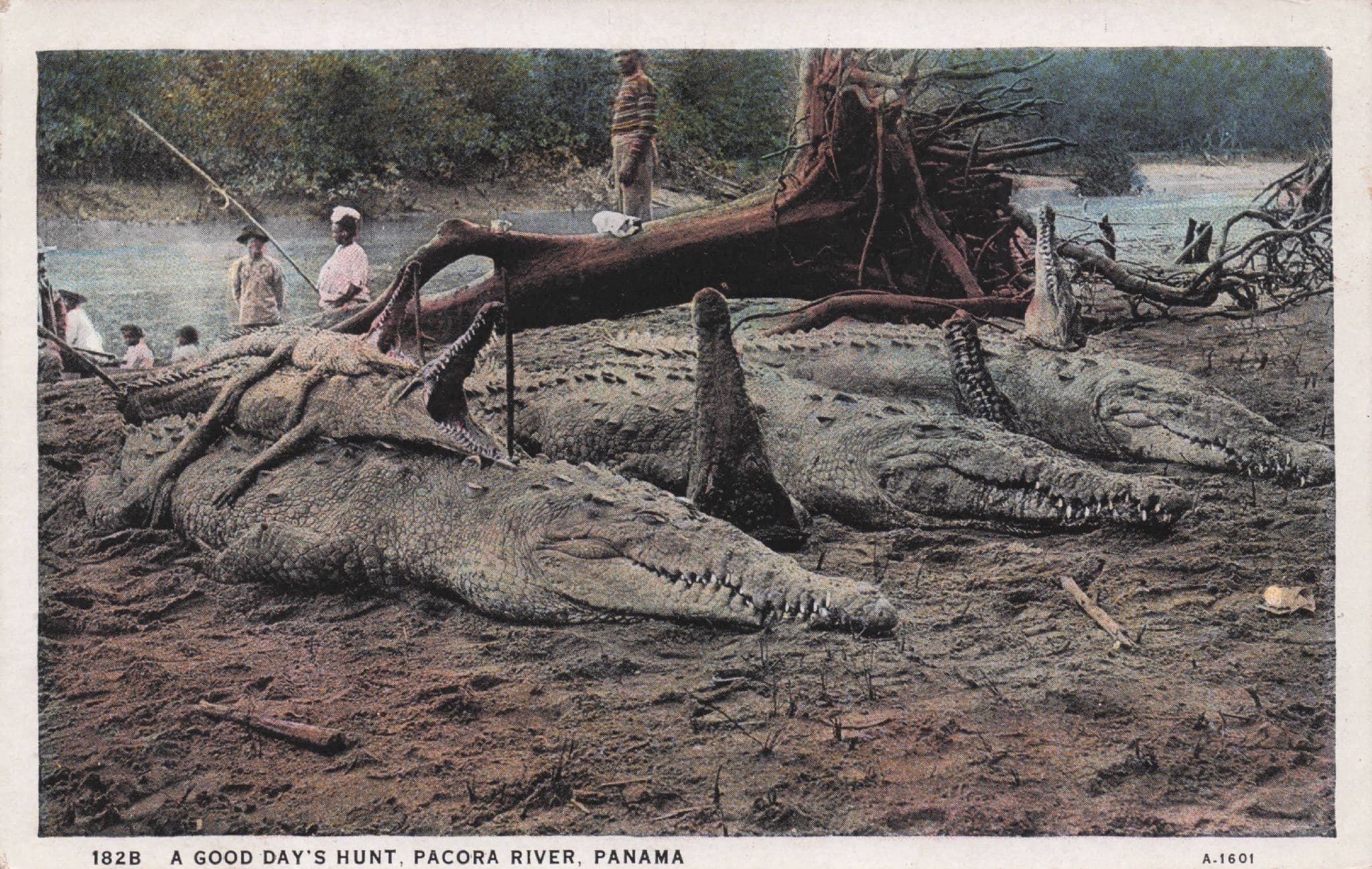 Panama A Good Days Hunt Pacora River Crocodile Hunting Old Postcard