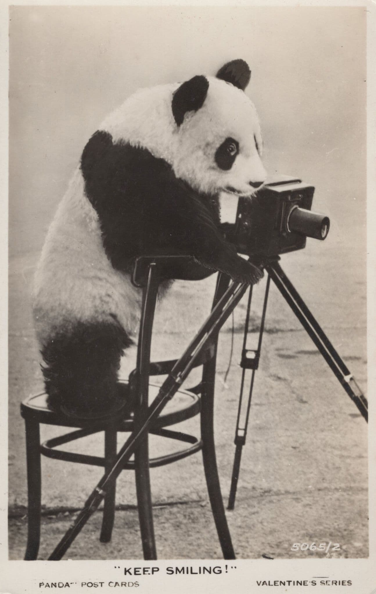 Panda With Antique Camera Bear Photographer Old RPC Rare Postcard