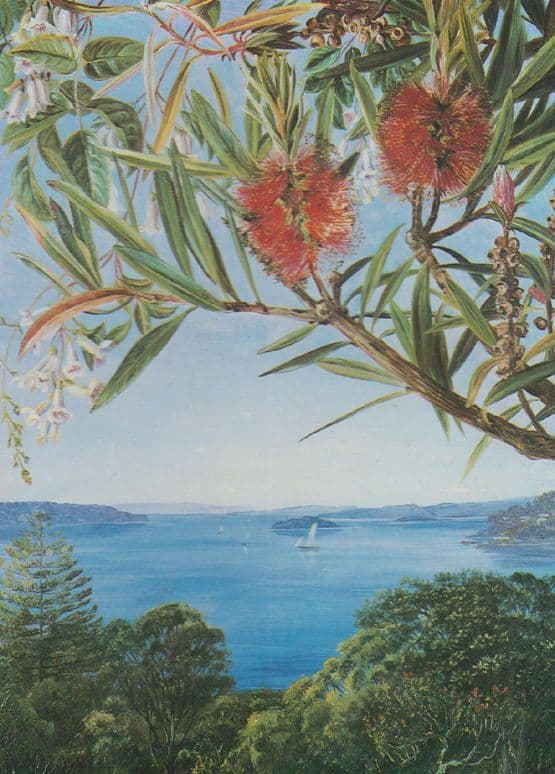 Pandorea Callistemon Australian Shrub Shrubs 1970s Kew Gardens Painting Postcard