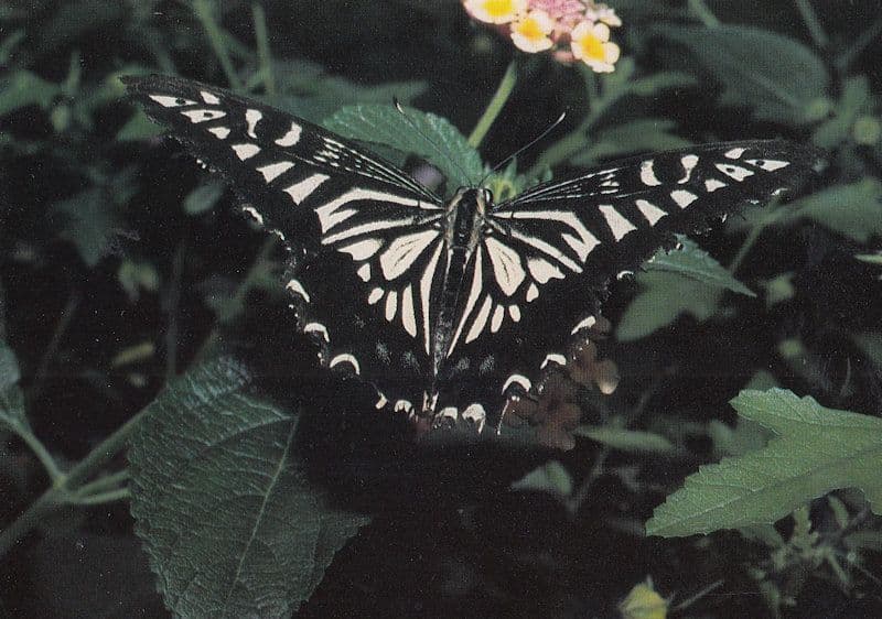 Papilio Xuthus Butterfly Butterflies Postcard