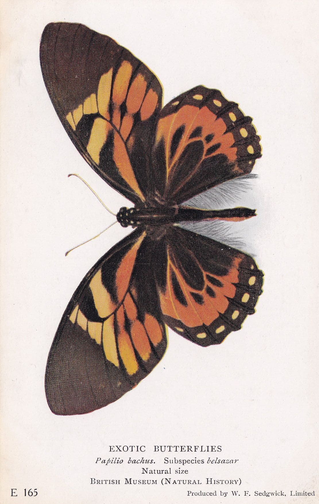 Parides Chabrias Paprilio Bachus Exotic Butterfly Butterflies Postcard
