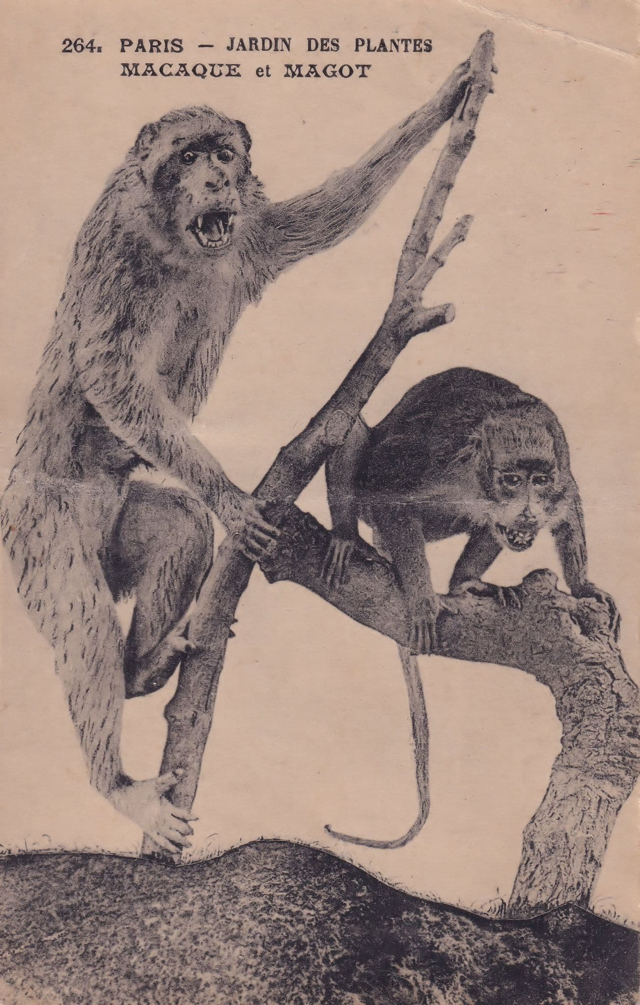 Paris Monkey Macaque Et Magot Jardin Des Plantes Antique French Postcard