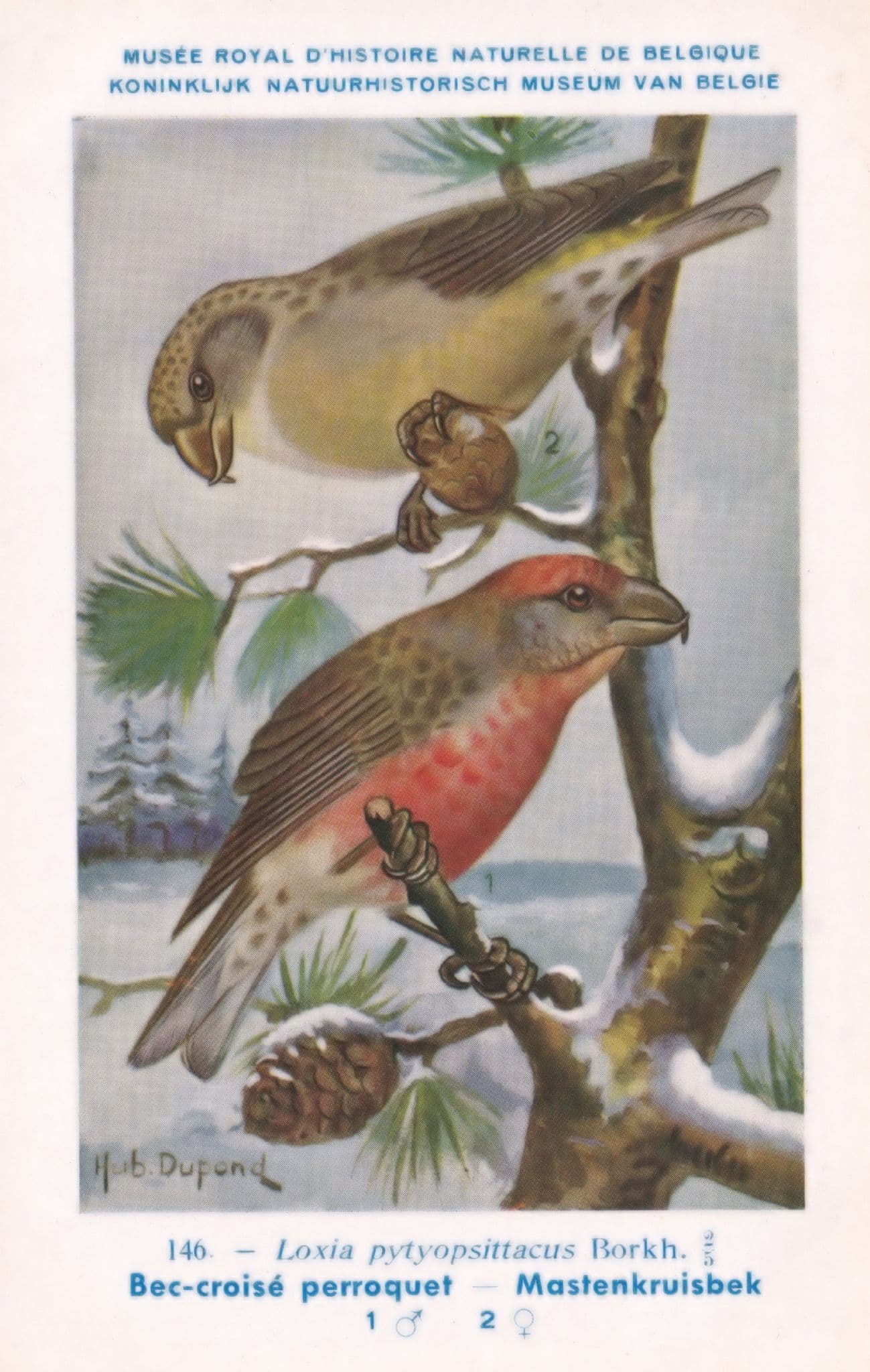 Parrot Crossbill Loxia Pytyopsittacus WW2 Bird Vintage Rare Postcard