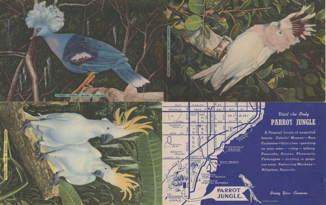 Parrot Jungle Miami 4x Bird Zoo Cockatoo Old Map Postcard s