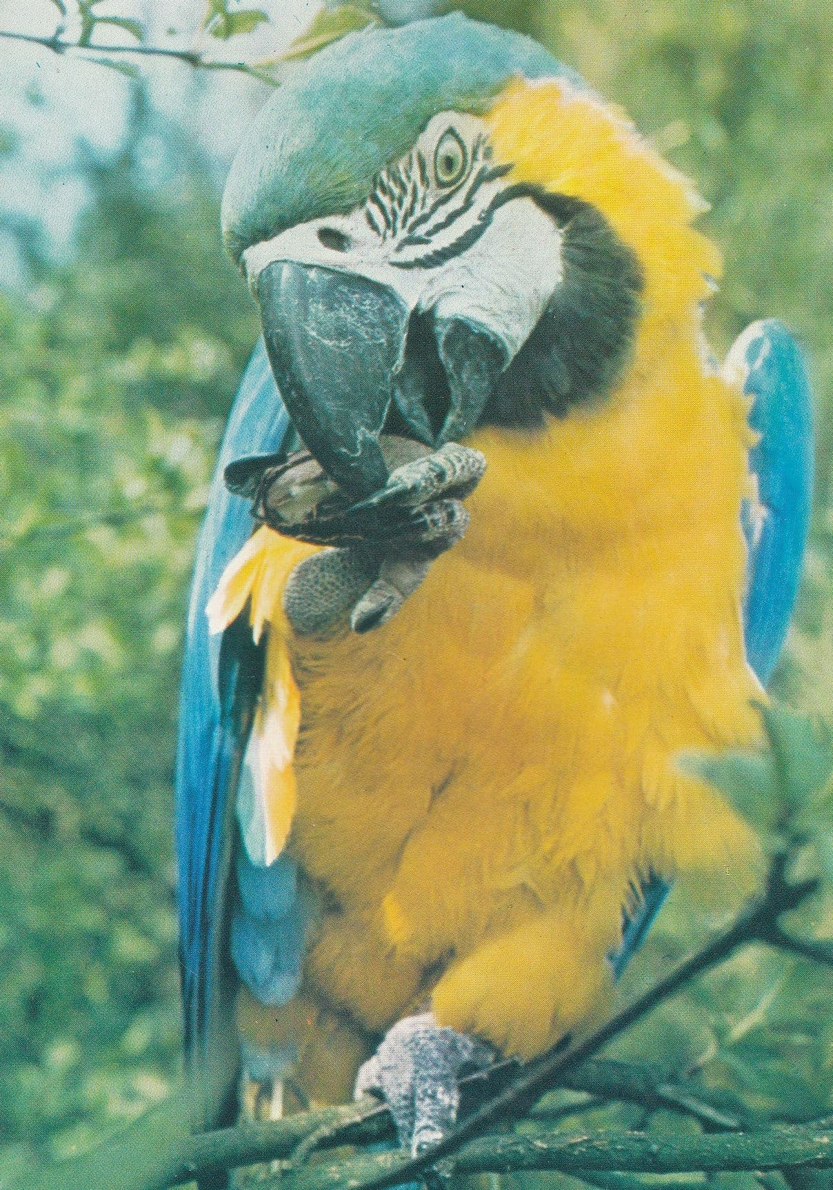 Parrott At Harewood Bird Garden Yorkshire Postcard