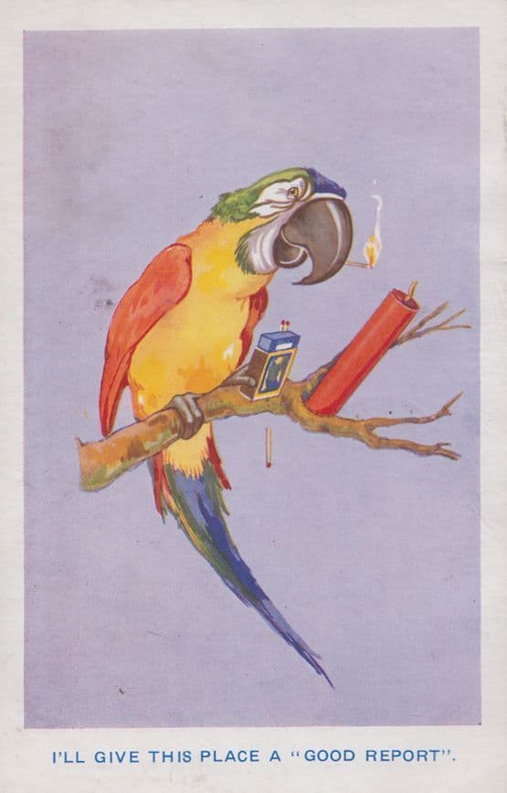 Parrott With Vintage Wireless Radio Dynamite Stick Old Comic Humour Postcard
