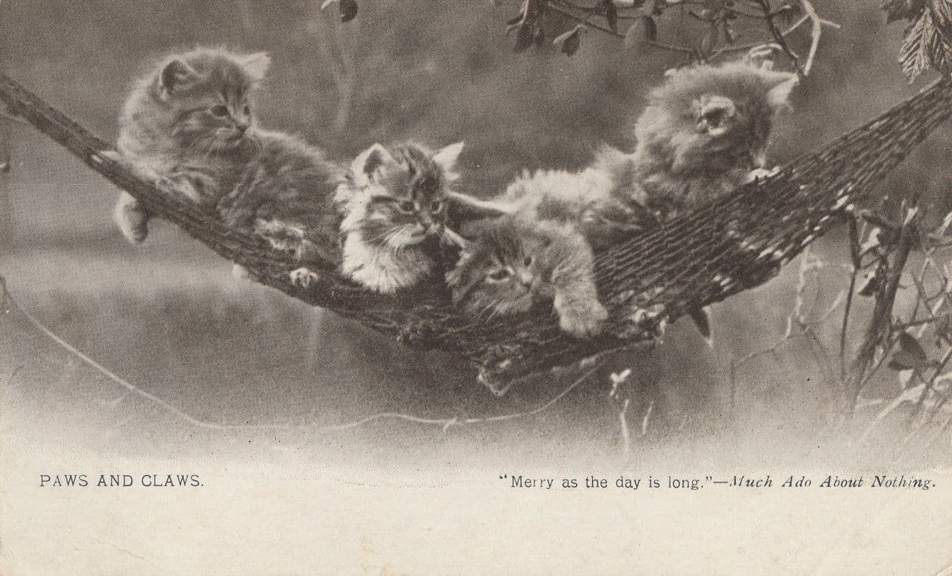 Paws & Claws Kitten Cat Much Ado About Nothing Shakespeare Postcard