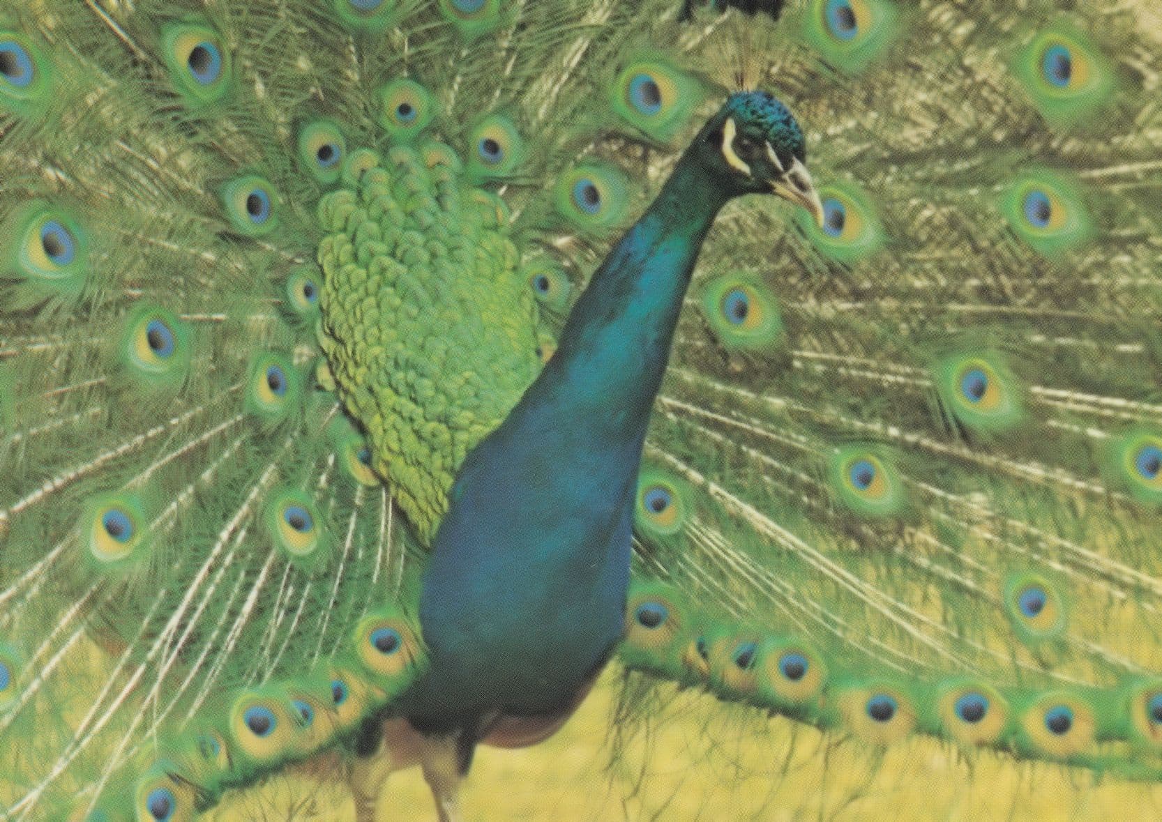 Peacock At Brownsea Island Dorset Zoo 1980s Postcard