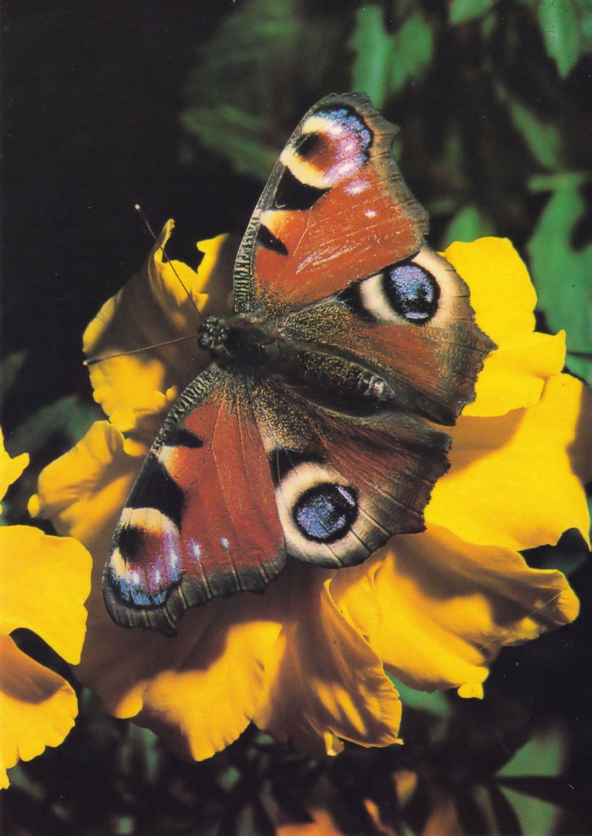 Peacock Fairbourne Welsh Butterfly Zoo Safari Park Postcard