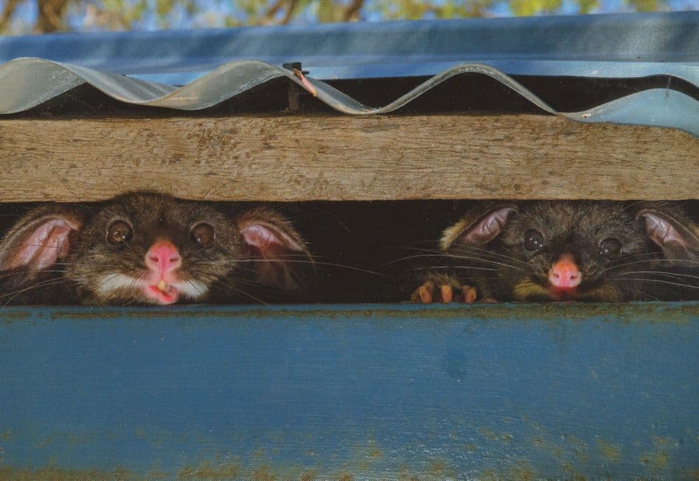 Peeking Possums Australian Wildlife Award Photo Postcard