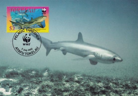 Pelagic Thrasher Shark New Zealand Tokelau Ltd FDC Stamp Postcard