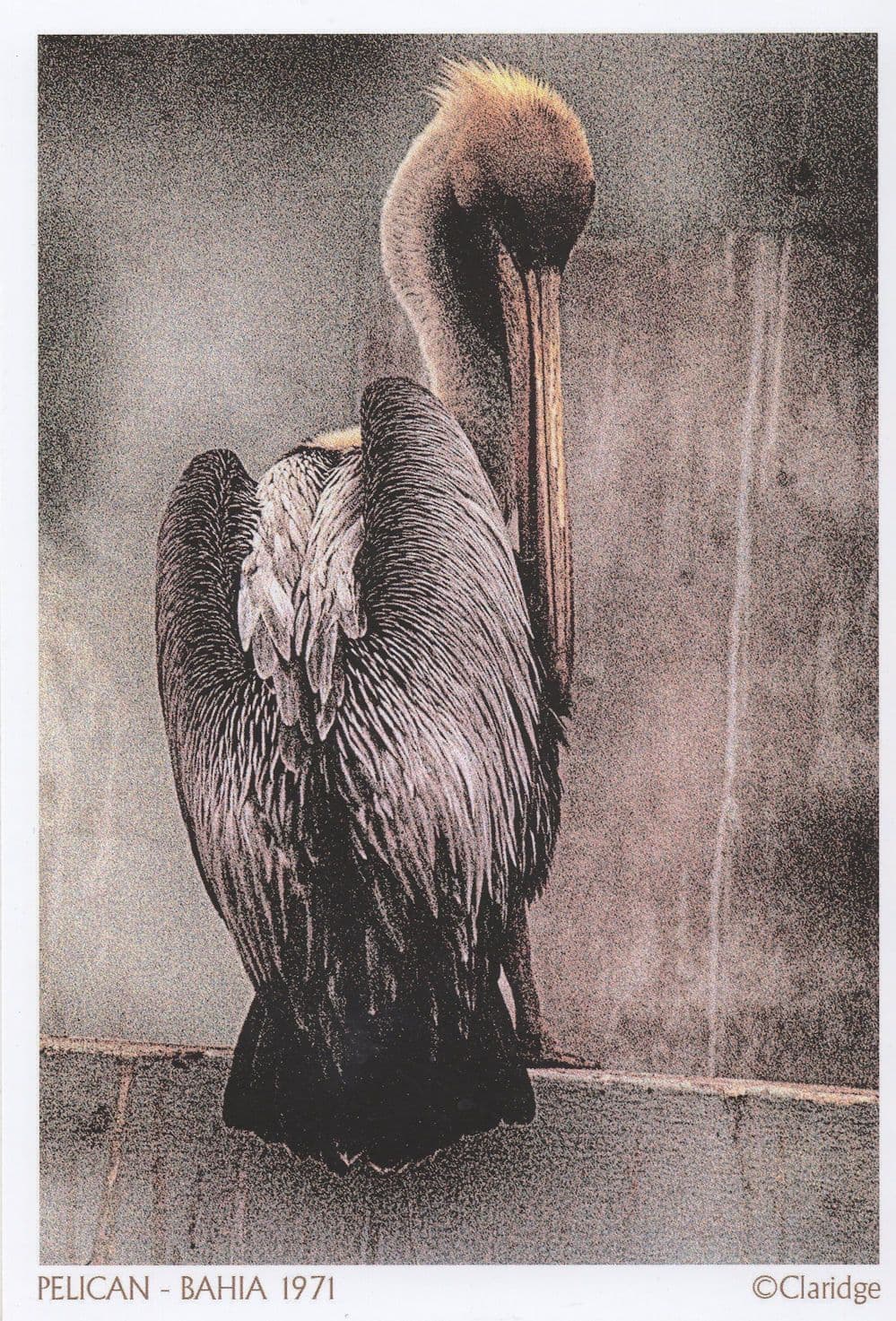 Pelican Bahia 1971 Painting Postcard