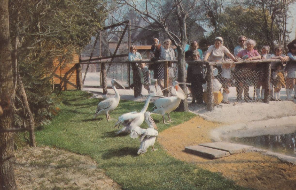 Pelican Bird Sanctuary Birdworld Farnham Surrey 1970s Postcard