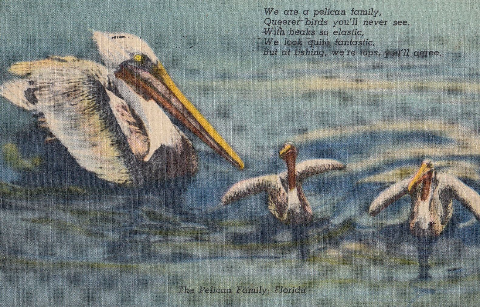 Pelican Family Florida Old Birds Postcard