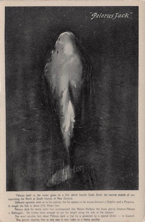 Pelorus Jack New Zealand Ghost Fish Dolphin RPC Old Postcard