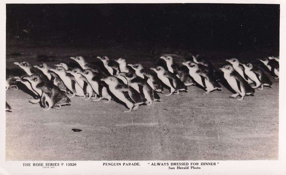 Penguin Parade Dressed For Dinner Old Real Photo Postcard