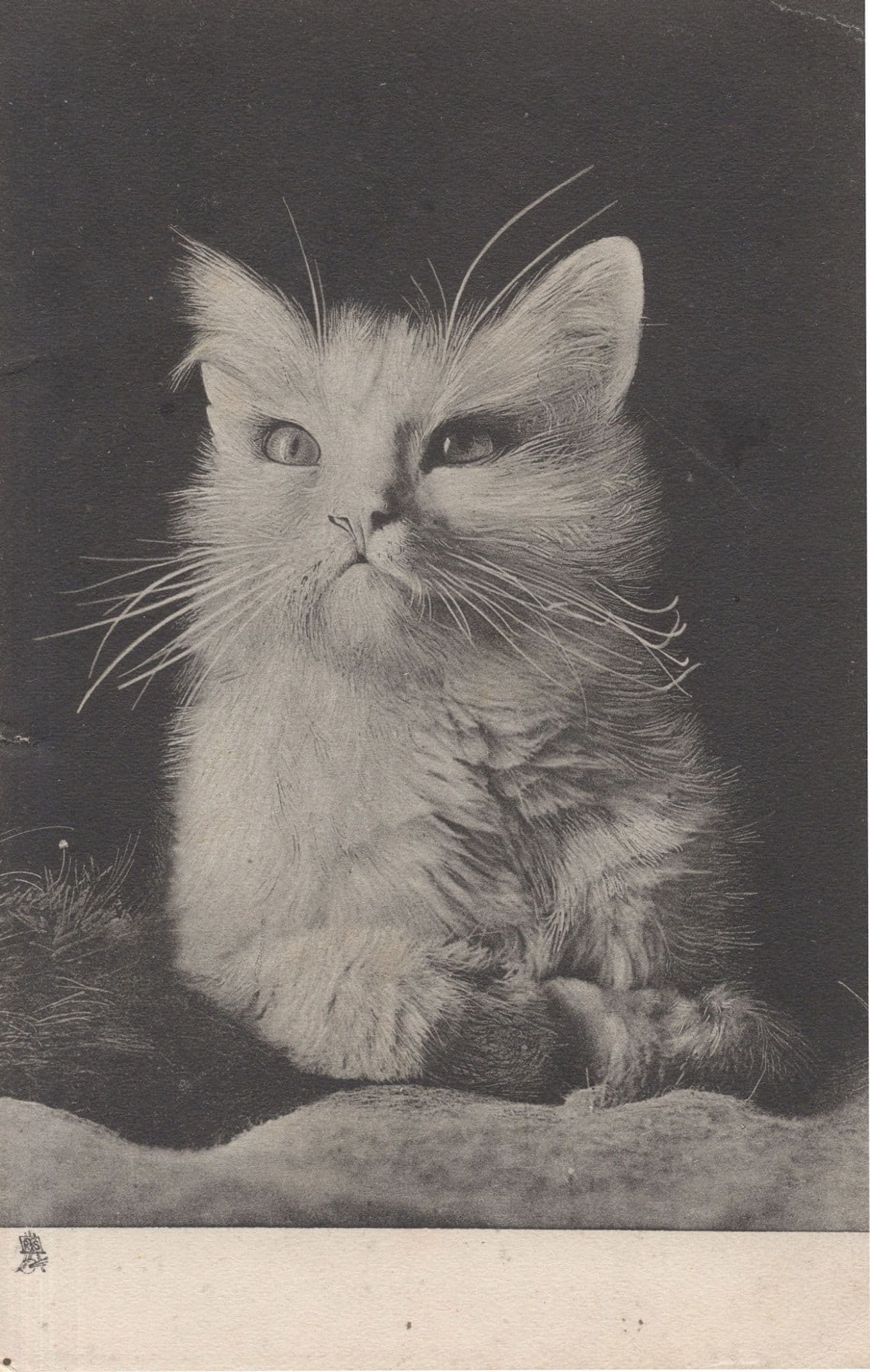Persian Cat Tucks Art Series 1905 Old Rare Startled Cats Postcard