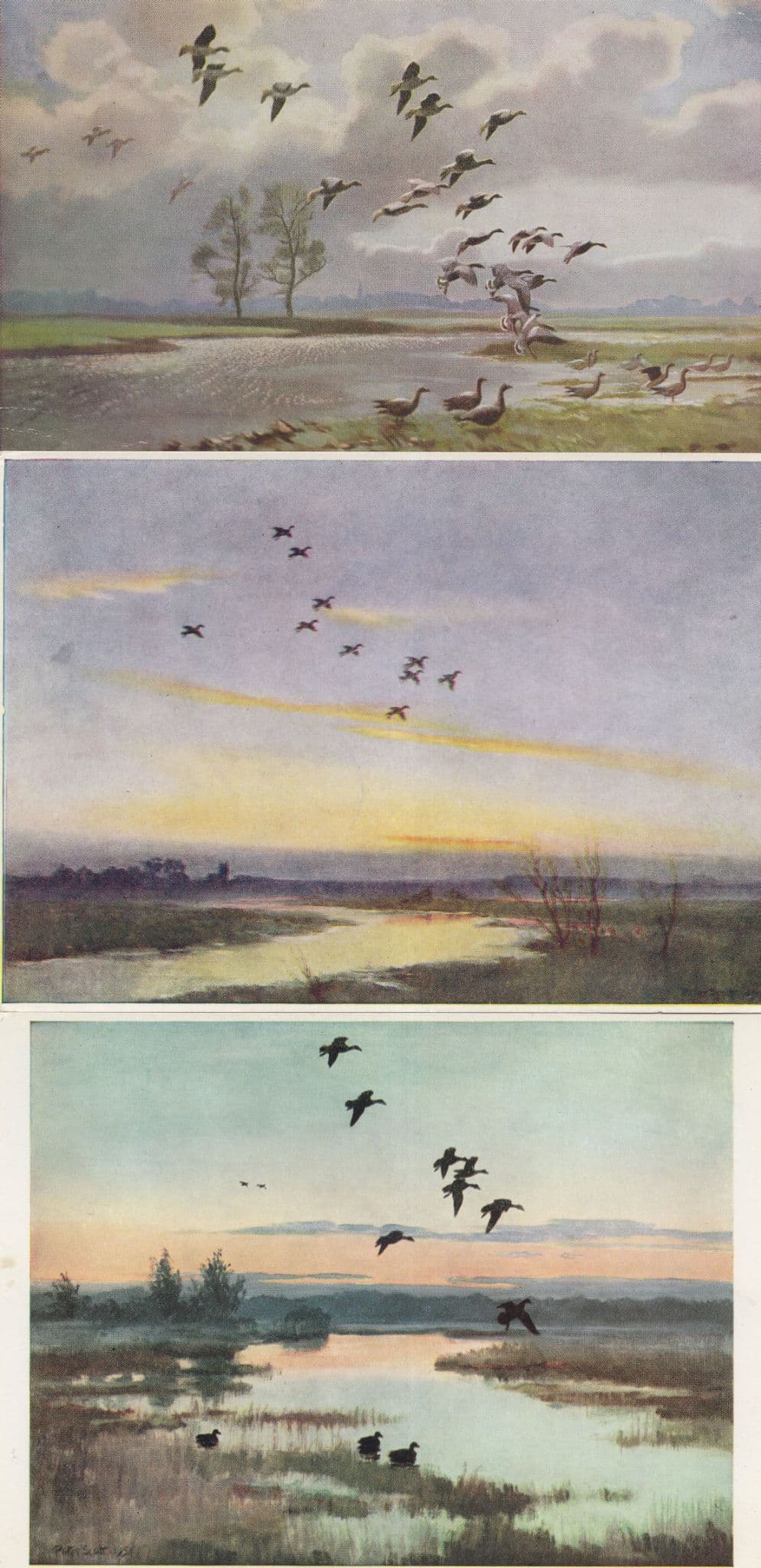 Peter Scott Mallards Birds 3x Medici Rare Painting Postcard s