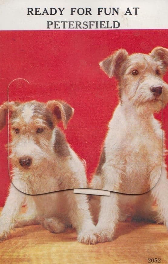 Petersfield Hampshire Dogs Folding Mailing Novelty Old Postcard