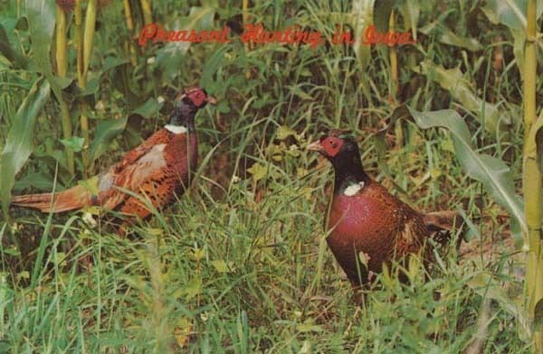 Pheasant Hunting In Iowa Rare Bird Postcard
