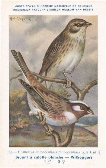 Pine Bunting Emberiza Leucocephalus WW2 Bird Rare Postcard