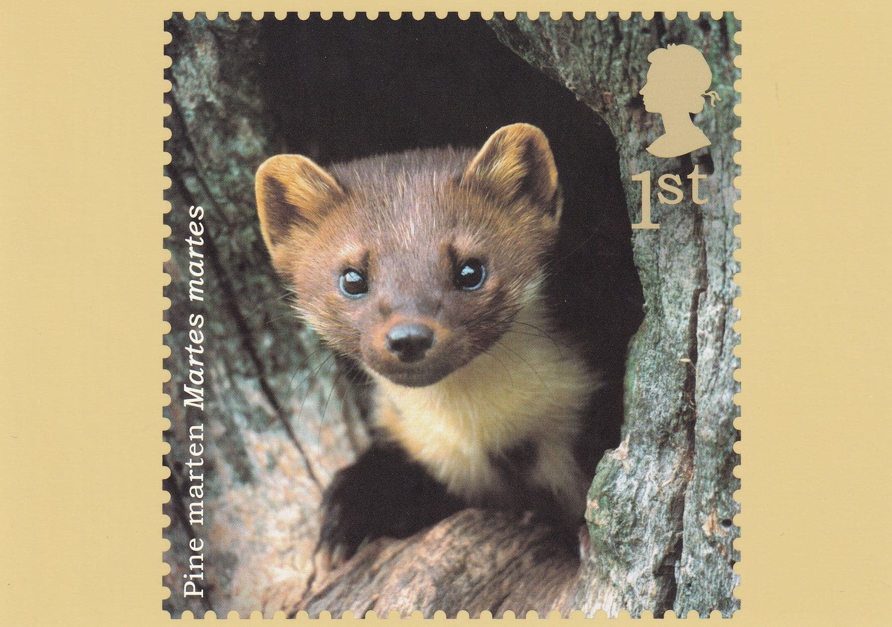 Pine Marten Martes Martes Postcard