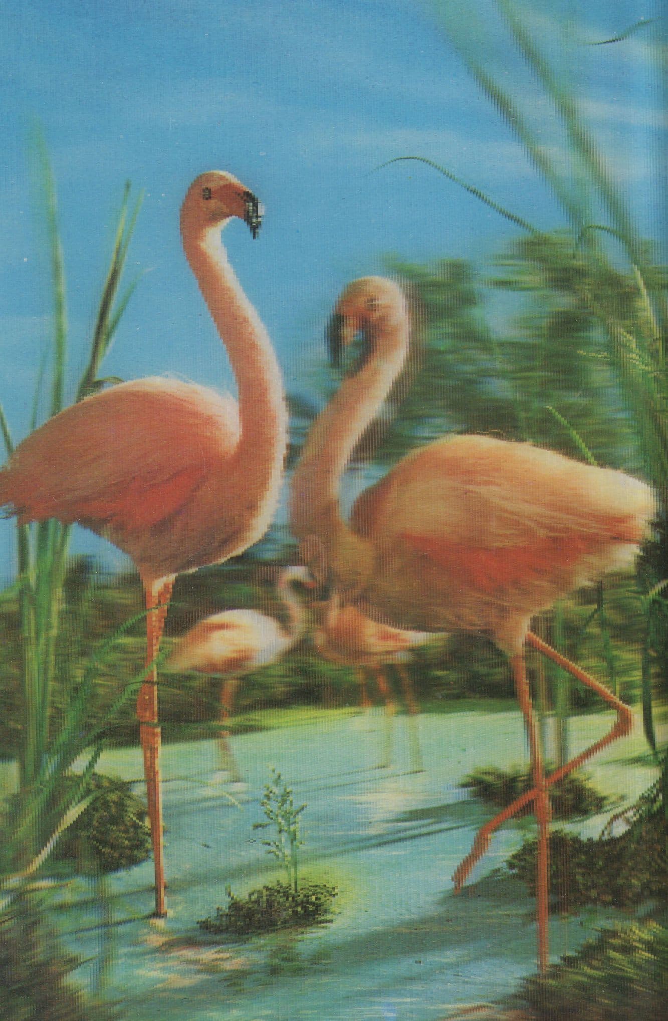 Pink Flamingoes Three Dimensional Bird 3D Postcard