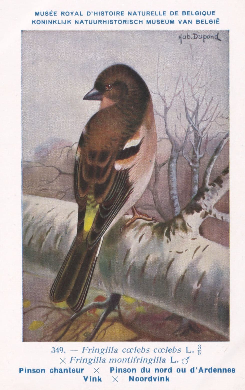 Pinson Chanteur Song Sparrow Vintage Wartime Bird Rare Postcard
