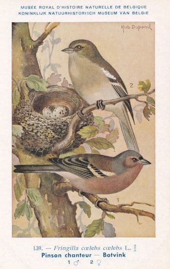 Pinson Chanteur Song Sparrow Vintage WW2 Bird Rare Postcard