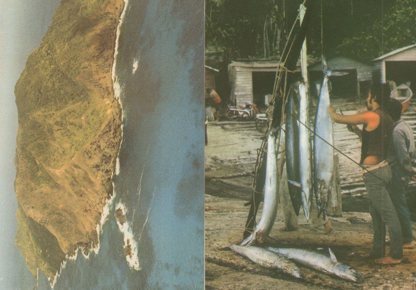 Pitcairn Island Fishing Hanging Fish To Eat Diet Fisherman 2x Postcard