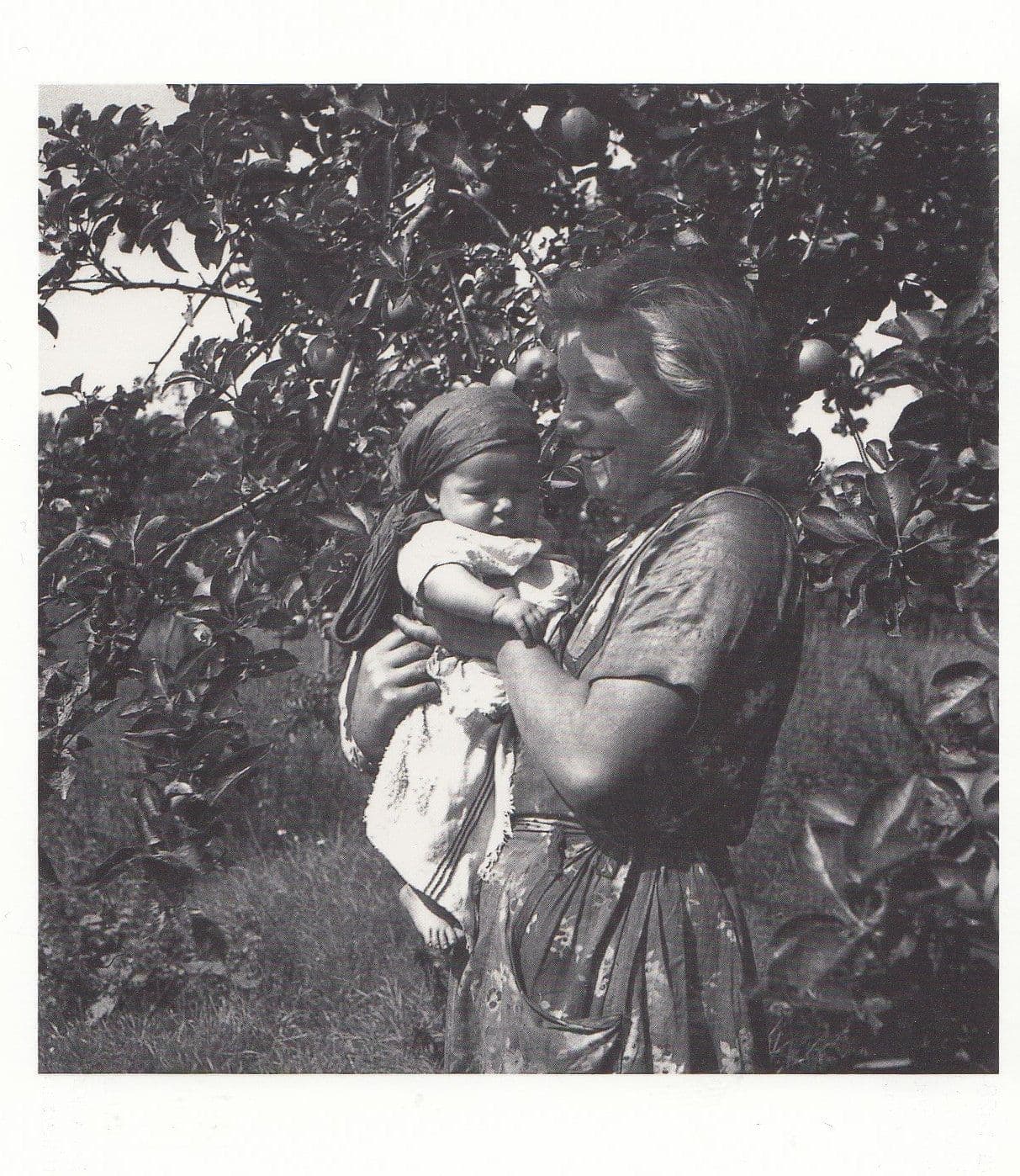 Plum Trees Saving Preservation Crop 1942 WW2 Photo Postcard