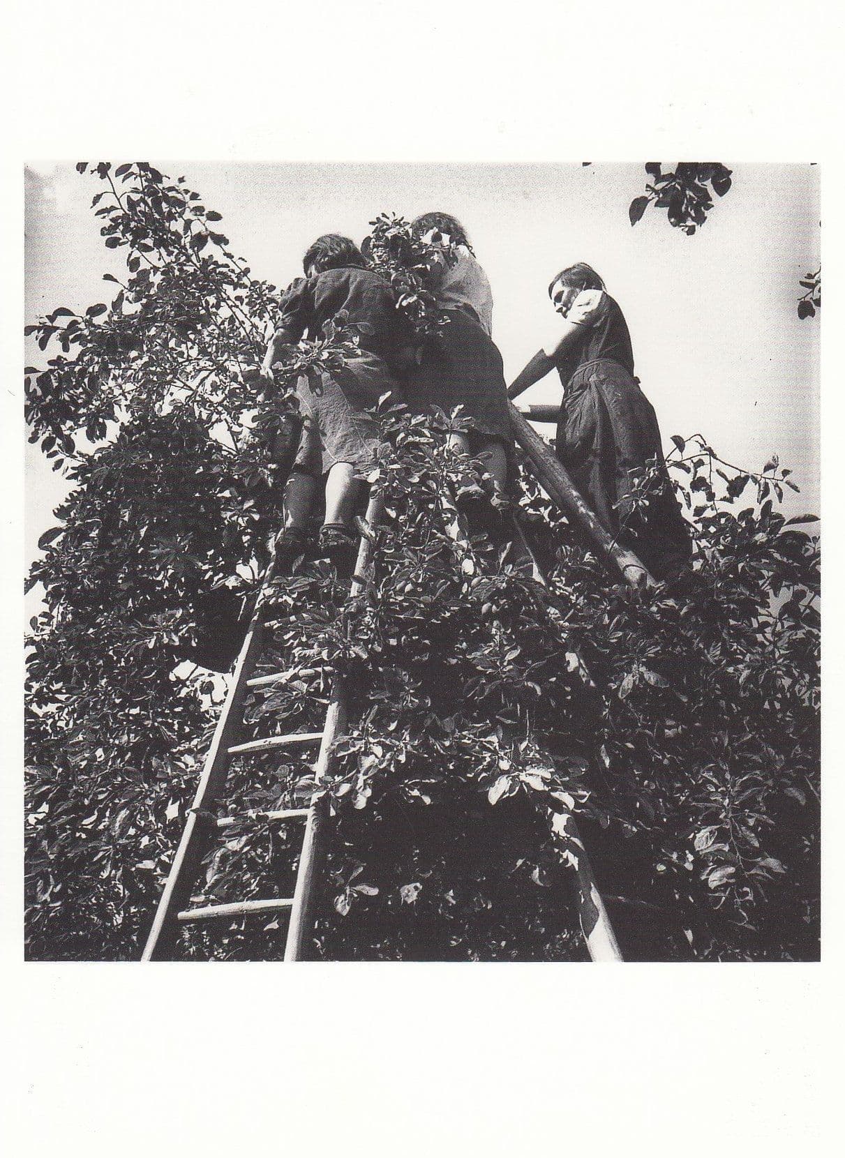 Plum Trees Saving Preserve Crop 1942 WW2 Photo Postcard