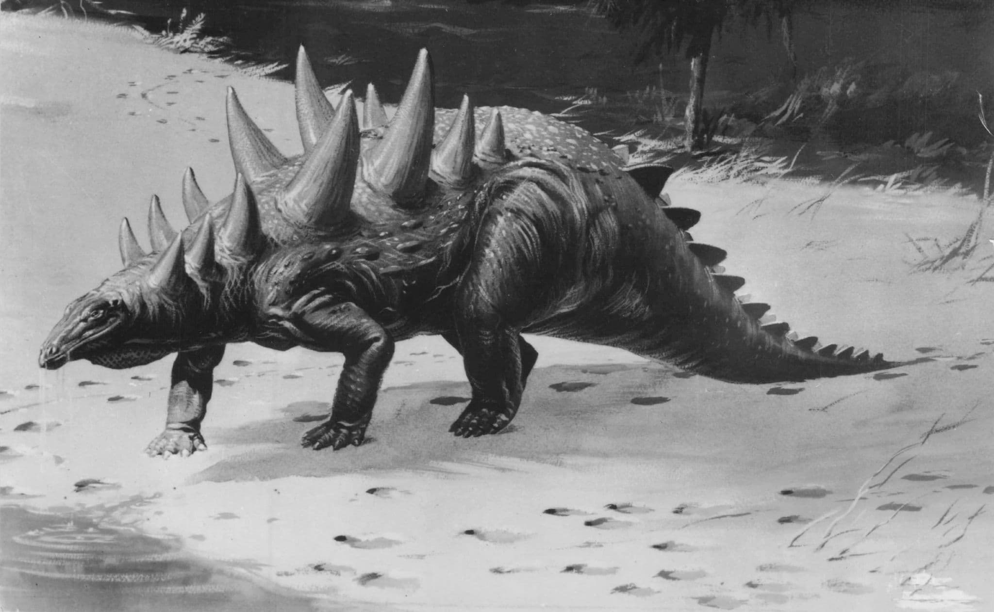 Polacanthus Prehistoric Dinosaur Vintage RPC Museum Real Photo Postcard